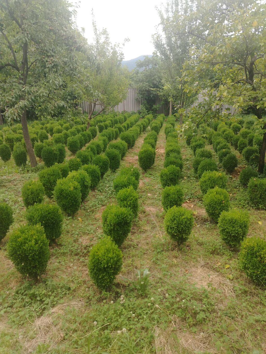 Dekarativ agaclar.balaken rayonundadir.bakiya çatdirilma — Bitkilər, Bakı