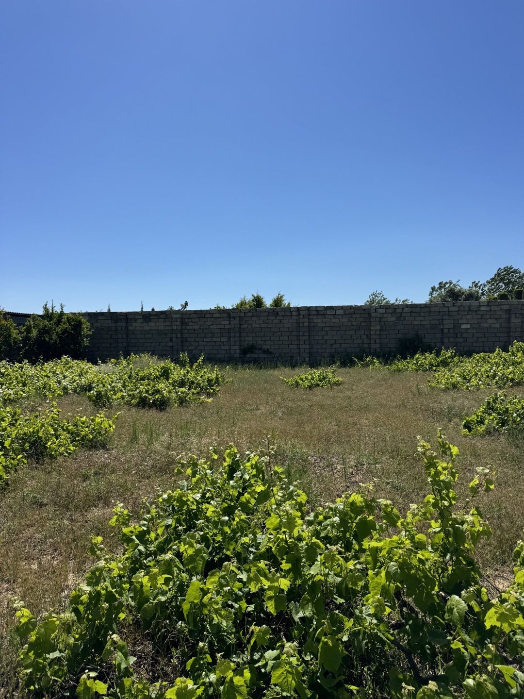 Satılır torpaq 4 sot — Torpaq, Bakı (2)