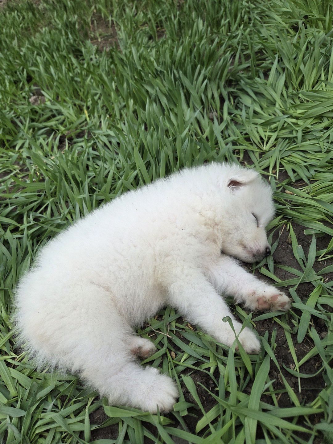 Samoyed — Heyvanlar, Bakı (6)