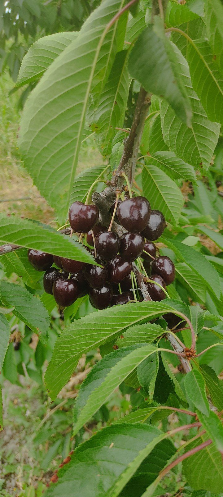 Satılır torpaq 231 sot — Torpaq, Qusar (10)