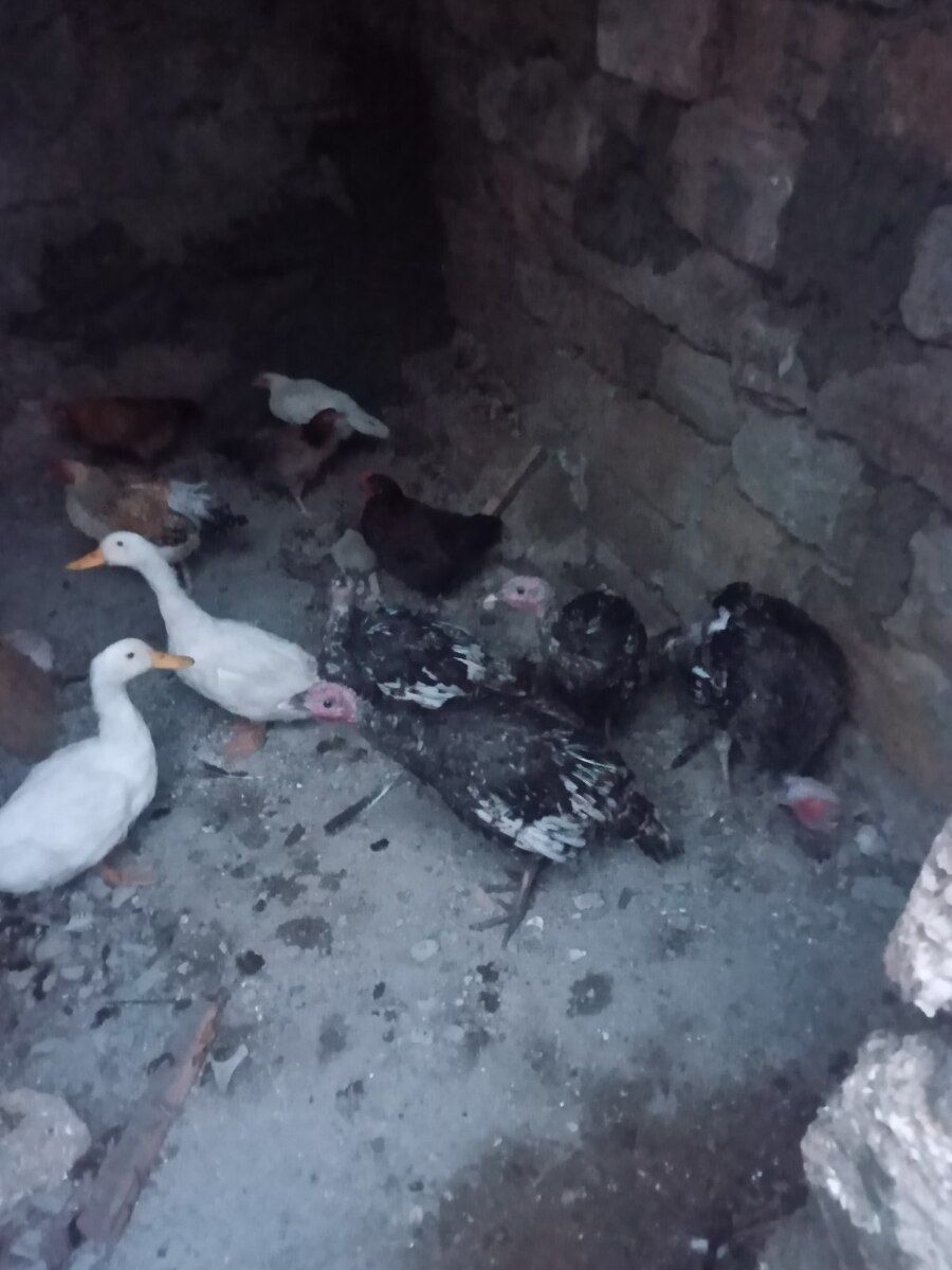 Hinduşka və toyuqlar — Quşlar, Bakı (3)