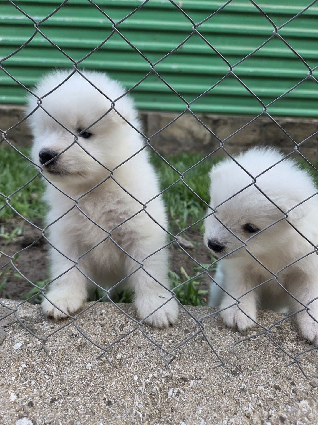 Samoyed — Heyvanlar, Bakı (4)