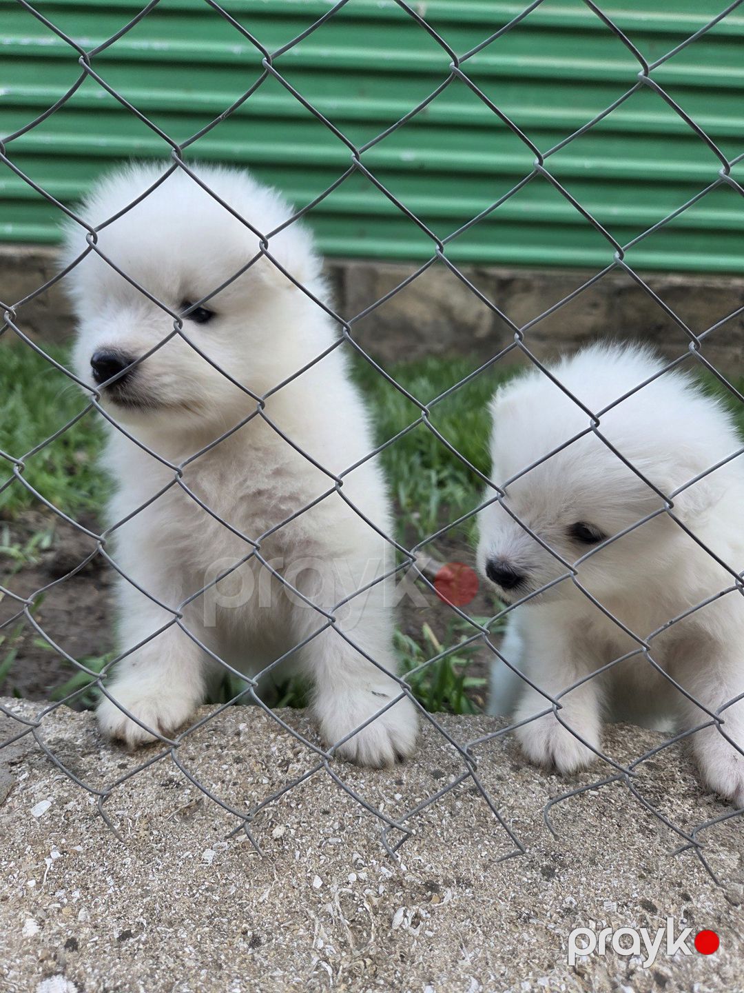 Samoyed balaları — Köpəklər, Bakı (4)