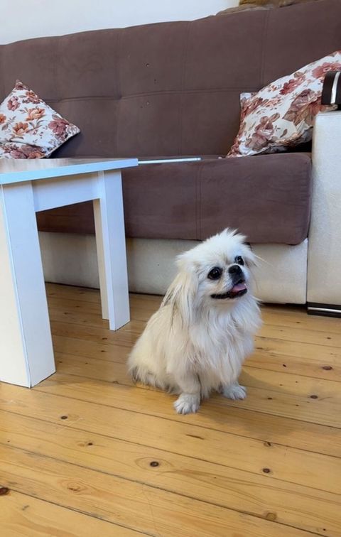 Pekines, 8 ay, Dişi, Ünvandan götürmə