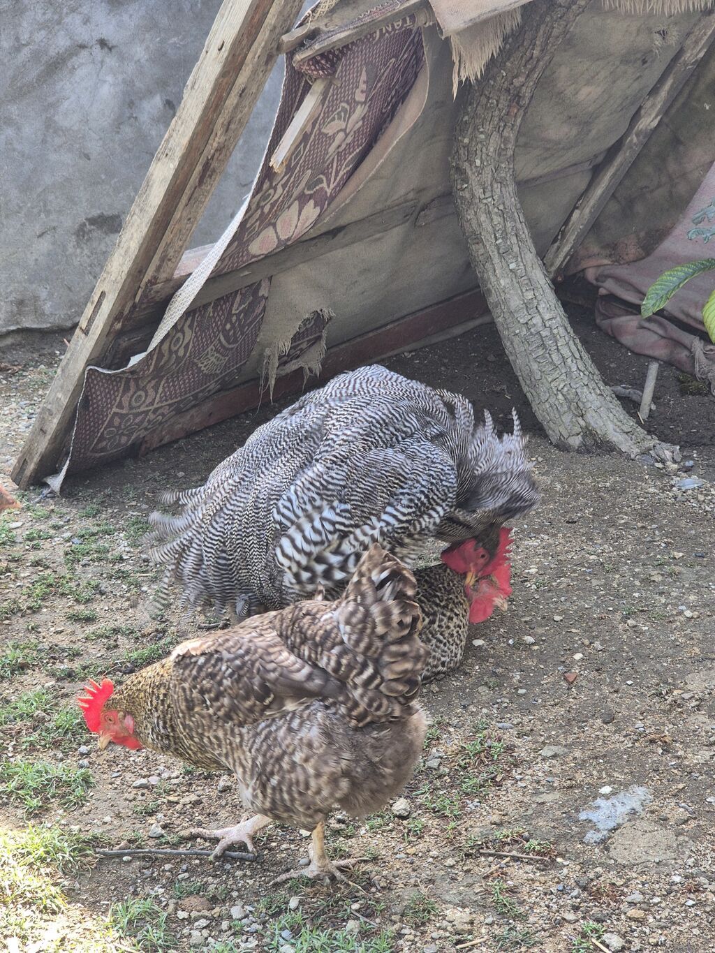 Toyuq, Yumurtalıq, Ödənişli çatdırılma — Heyvanlar, Bakı (9)