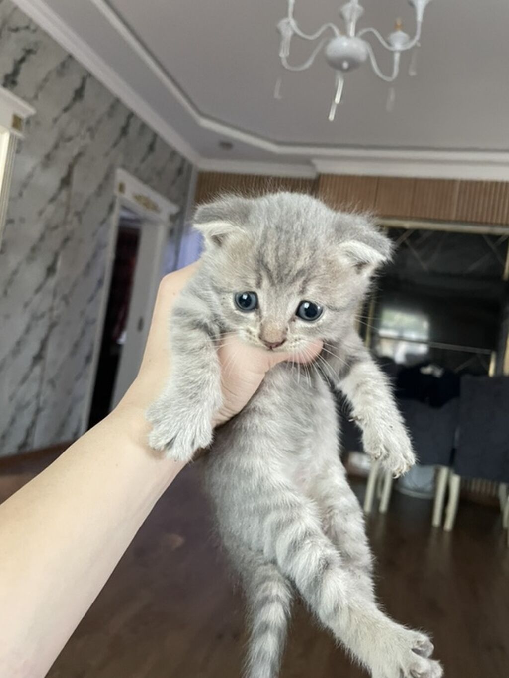 Boz rəngli balaca pişik balası - Cins: ev pişiyi (qısa tüklü — Pişiklər, Digah (6)