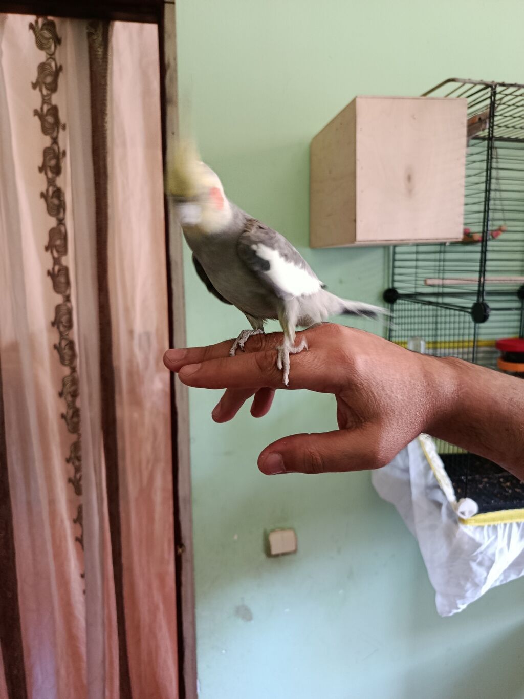 Nimfa (cockatiel) – əl öyrəşmiş, ünsiyyətcil və sakit xasiyyətli quş — Quşlar, Bakı (3)