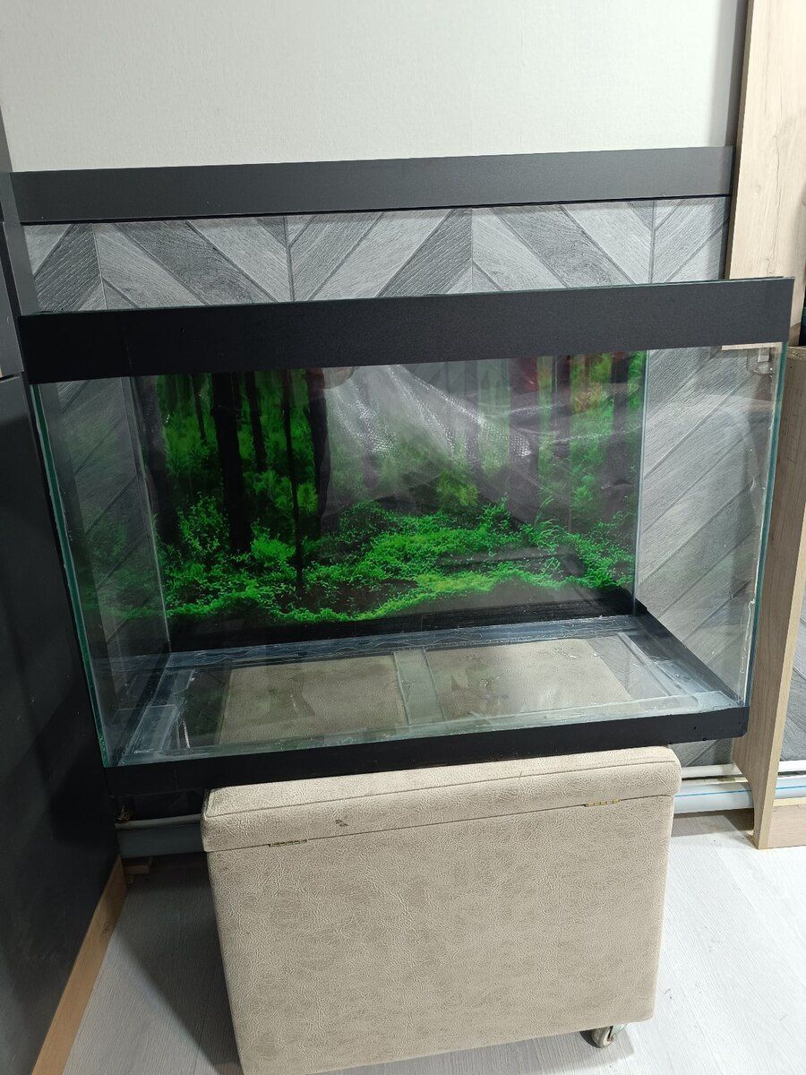 Akvarium — Akvariumlar və balıqlar, Bakı (11)