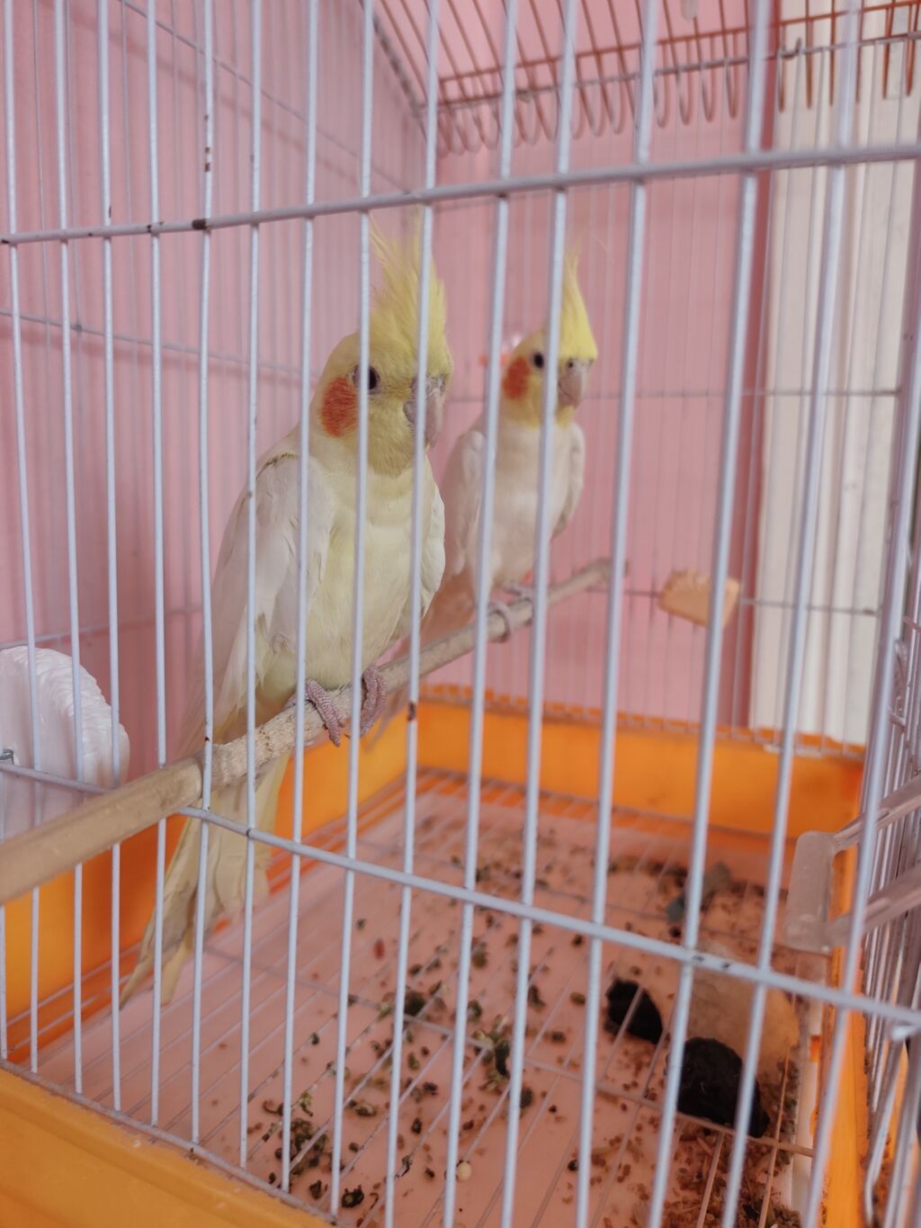 Nymph paraketləri (Cockatiel) – 2 ədəd cüt Xüsusiyyətlər: - Rəng — Quşlar, Bakı (2)