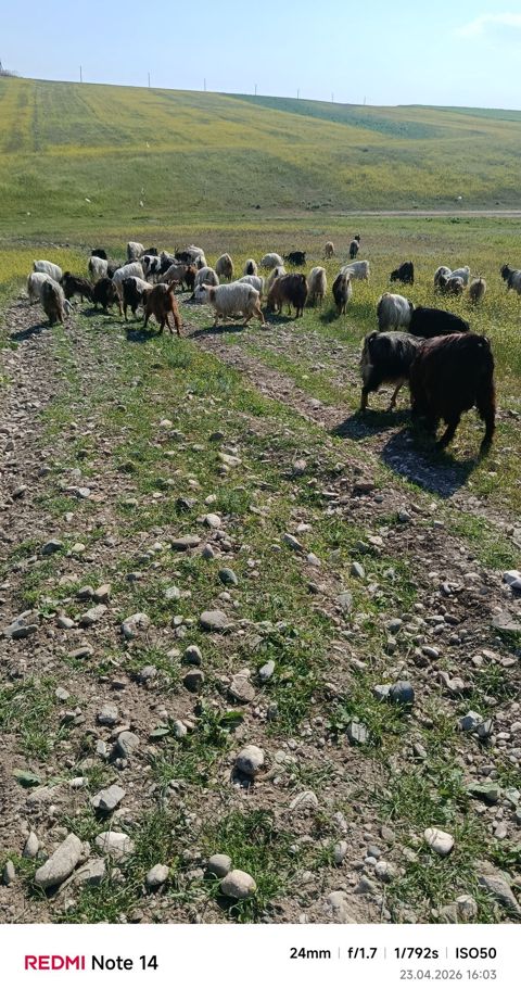 52 baş keçi satılır — Füzuli