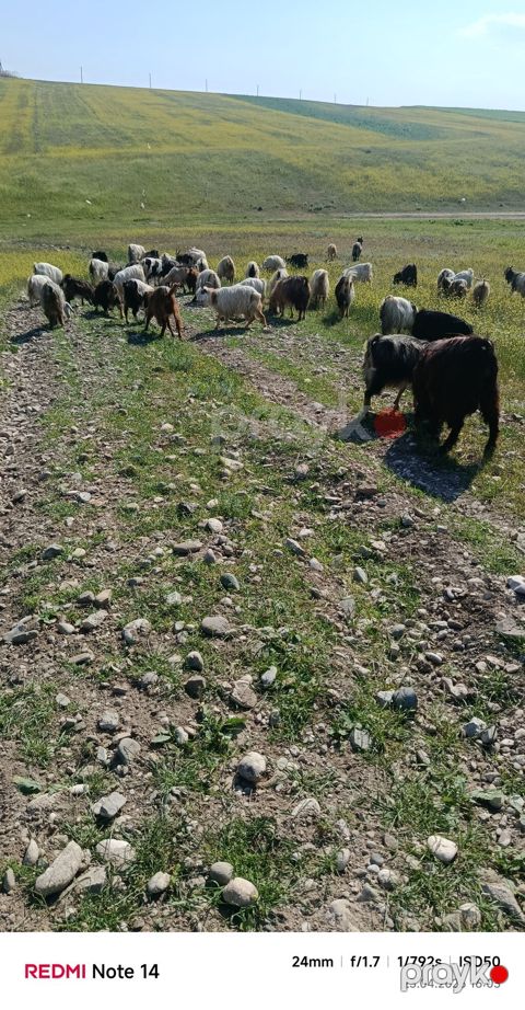 52 baş keçi satılır — Füzuli