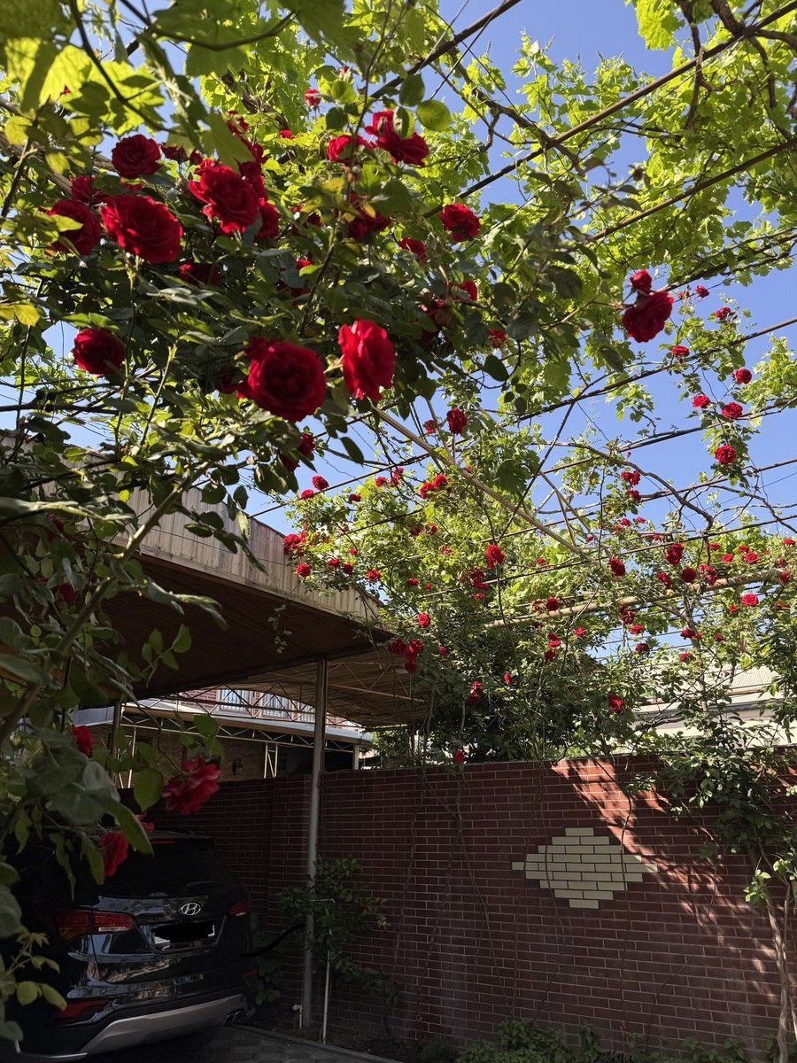 Satılır 5 otaqlı həyət evi/bağ evi 265 m² — Ev, villa, Bakı (5)