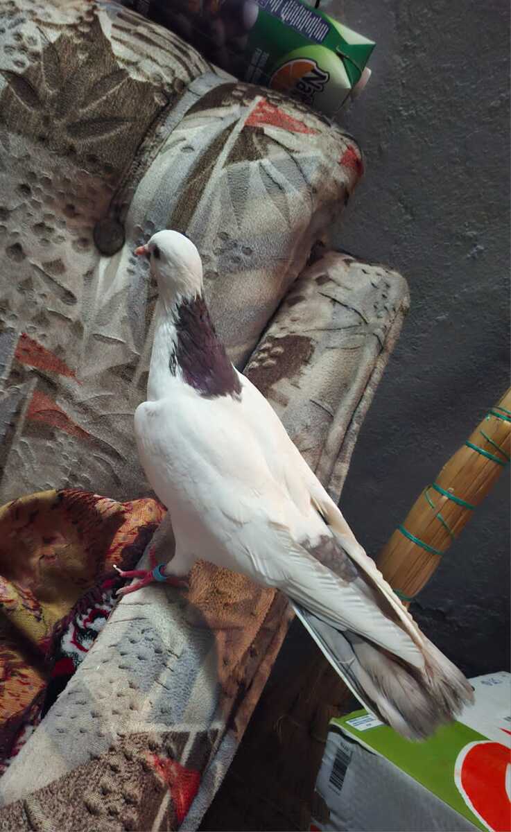 Göyərçinlər — Quşlar, Bakı (4)