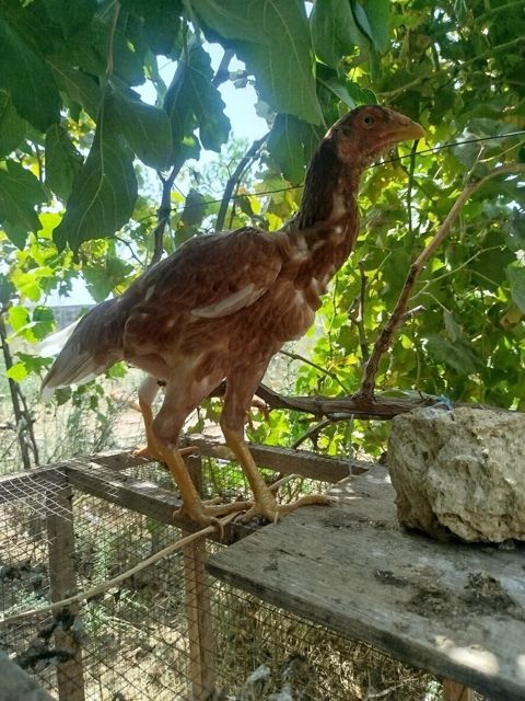 Yaponka quşu — Bakı