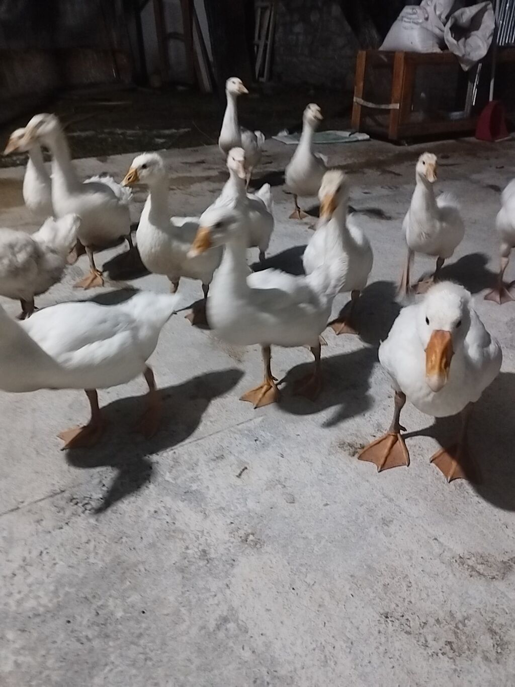 Linda Kuban qazlar 2 aylıqdır sayı 14 ədəddir. Real alıcılar narahat — Heyvanlar, Şəki (4)