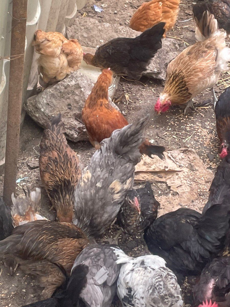 Toyuqlar və çolpalar — Quşlar, Sumqayıt (2)