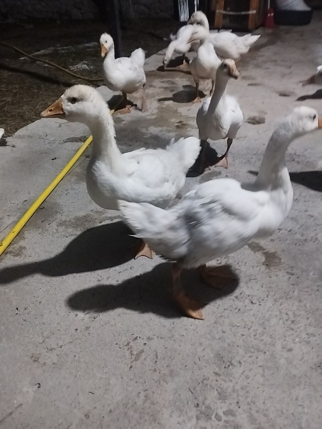 Linda Kuban qazlar 2 aylıqdır sayı 14 ədəddir. Real alıcılar narahat — Heyvanlar, Şəki (2)
