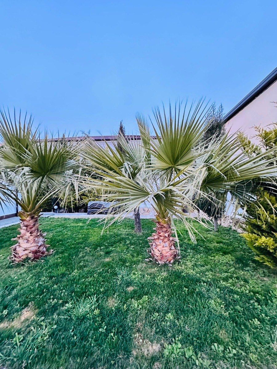İcarəyə verilir 5 otaqlı həyət evi/bağ evi 350 m² — Ev, villa, Bakı (7)