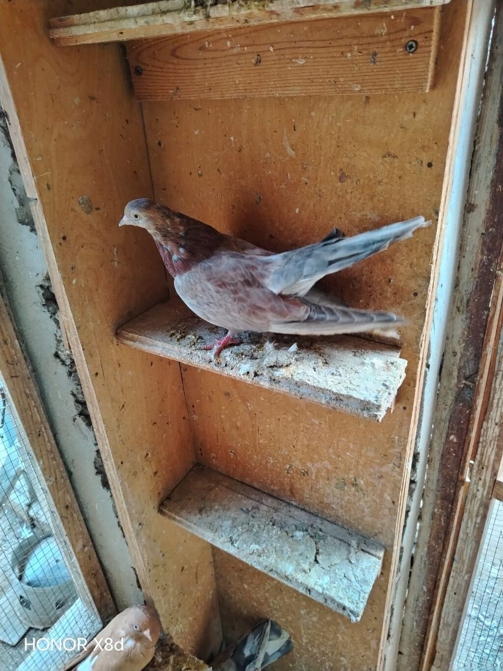 Ebreş agquyruqlar esenlerden qiymet birine aiddir unvan Suraxani — Quşlar, Digah (9)