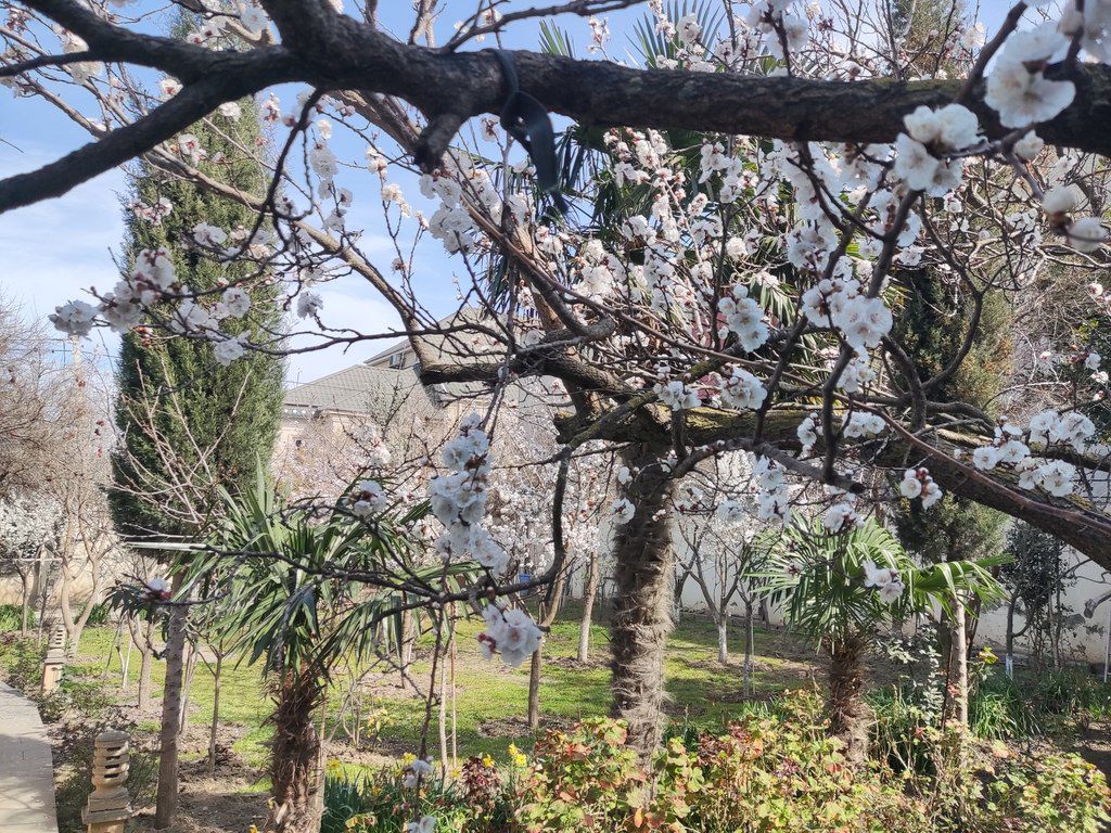 Satılır 6 otaqlı həyət evi/bağ evi 450 m² — Ev, villa, Bakı (11)