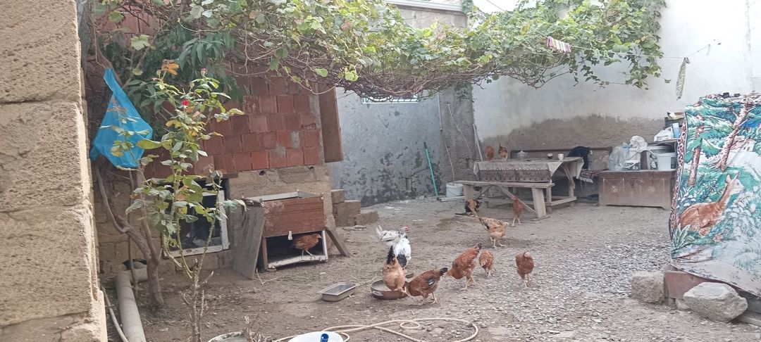 Satılır 1 otaqlı həyət evi/bağ evi 32 m² — Ev, villa, Bakı (12)