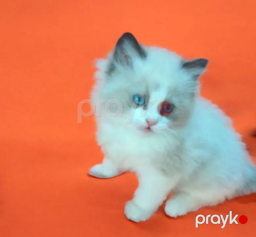 Рэгдол — Pişiklər, Bakı (5)