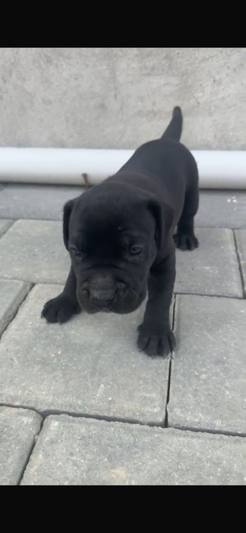 Kane-Korso, 1 ay, Peyvəndli — Heyvanlar, Qobu (2)