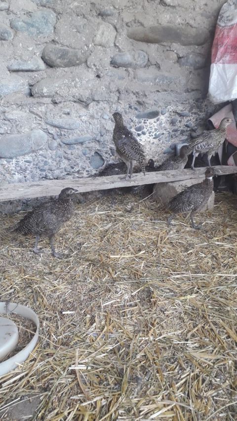 2 ayliq tam saglam qafqaz və rumin qirqovullari satilir .isdeyen olsa — Bərdə