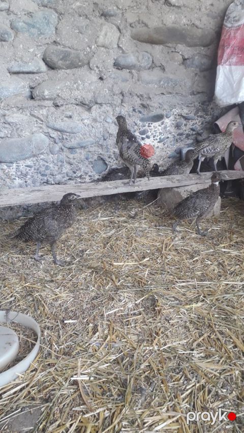 2 ayliq tam saglam qafqaz və rumin qirqovullari satilir .isdeyen olsa — Bərdə