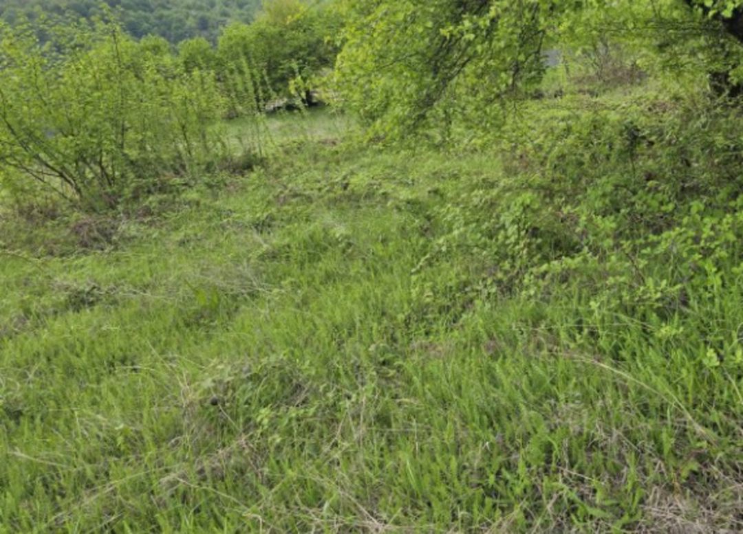 Satılır torpaq 570 sot — Torpaq, Bakı (5)