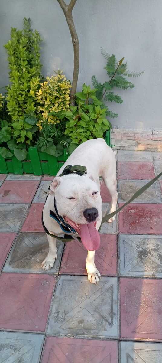 Pitbul — Heyvanlar, Bakı (6)