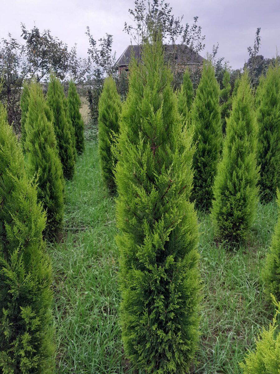 Limon ağacı — Bitkilər, Bakı (3)