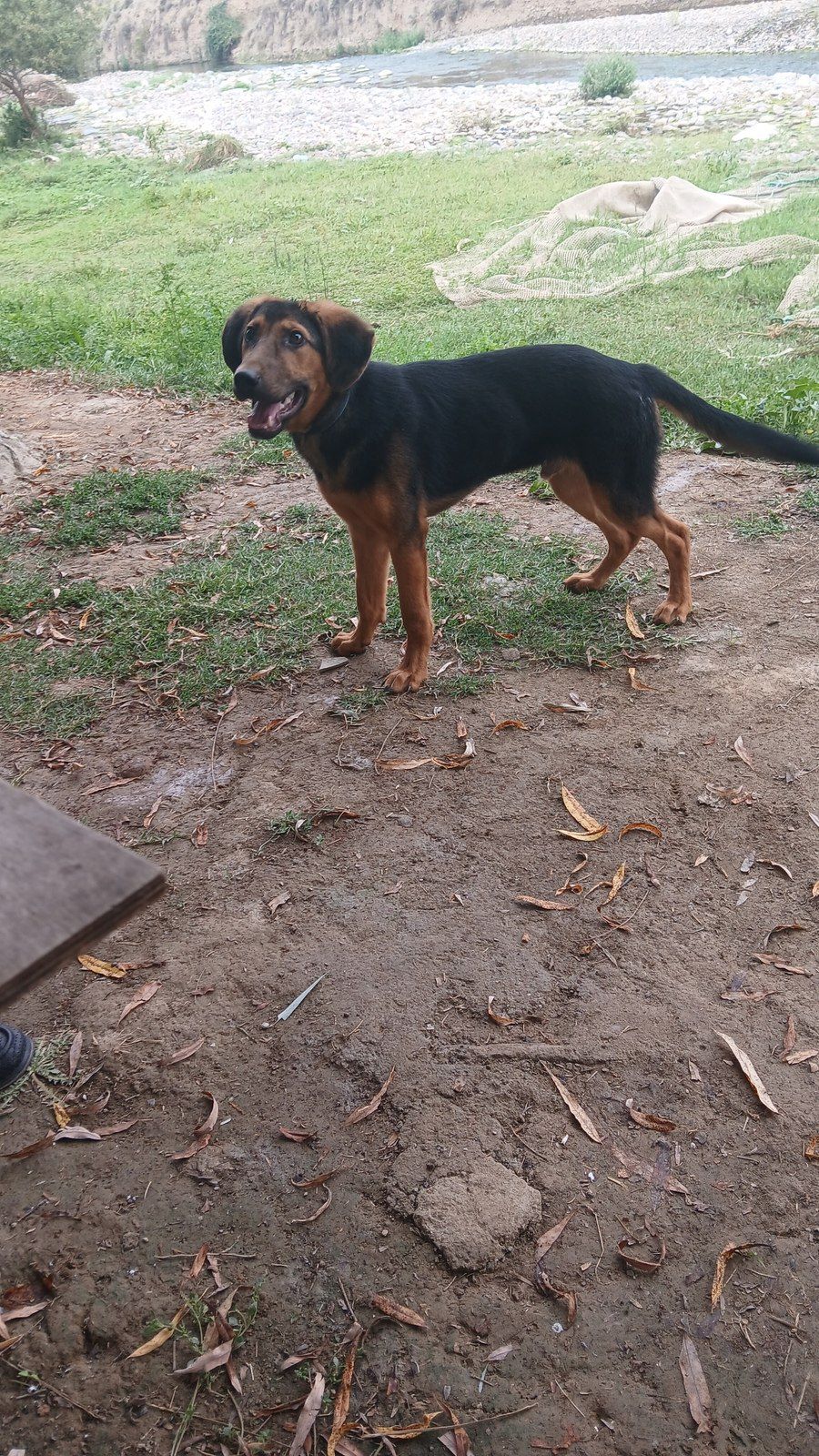 Polyak Hound ov iti — Heyvanlar, Tovuz (6)