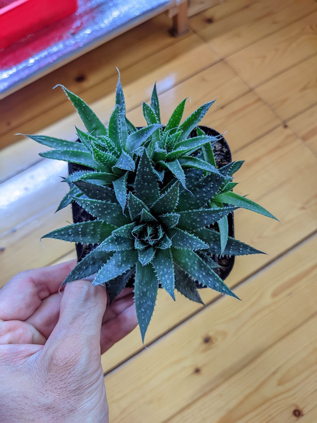 Aloe Aristata. Tam sağlam, problemsiz. Baxımı çox sadə. Torpaq — Qapı bitkələri, Sumqayıt (2)