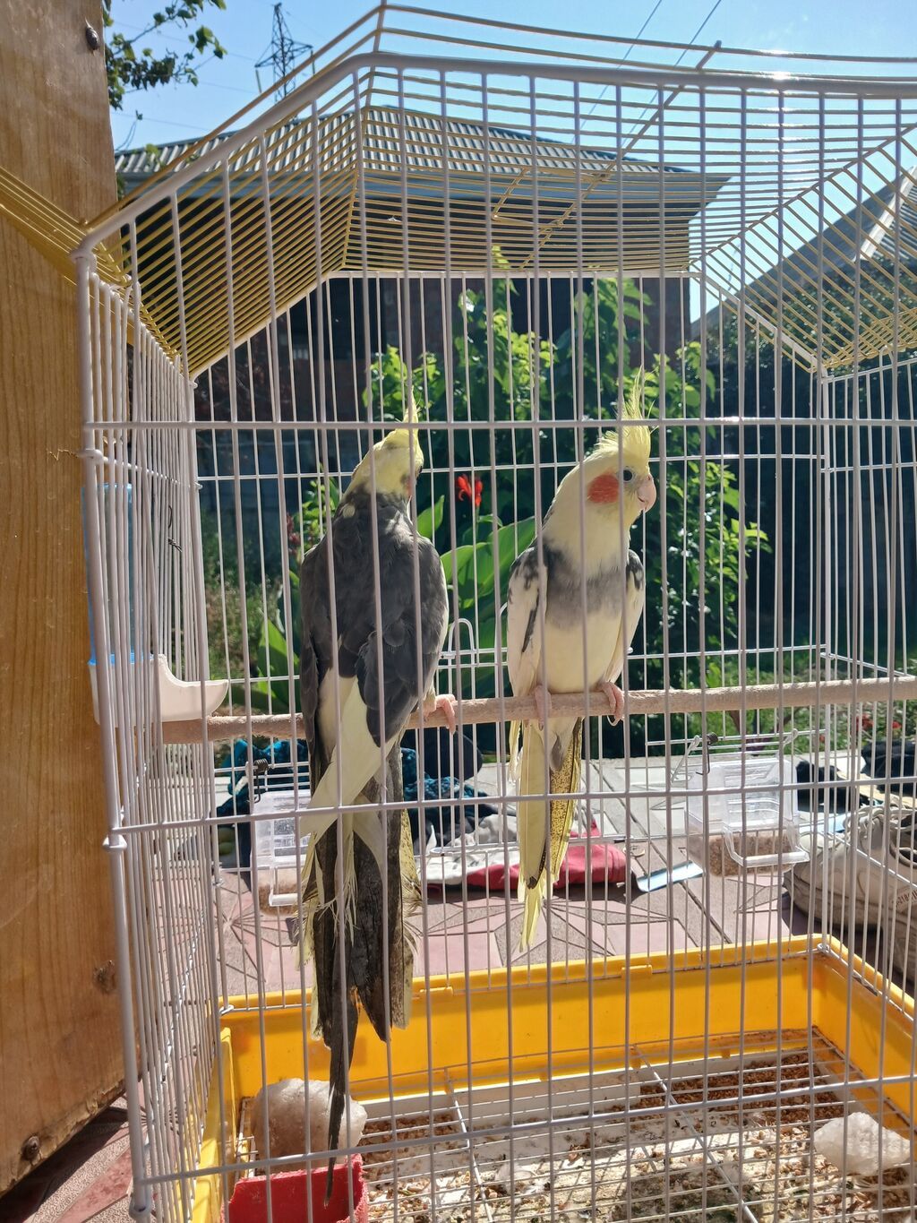 Nimfa papuqayları (cüt) - Növ: Nimfa (Cockatiel) – başında sarı ibik — Quşlar, Sumqayıt (6)