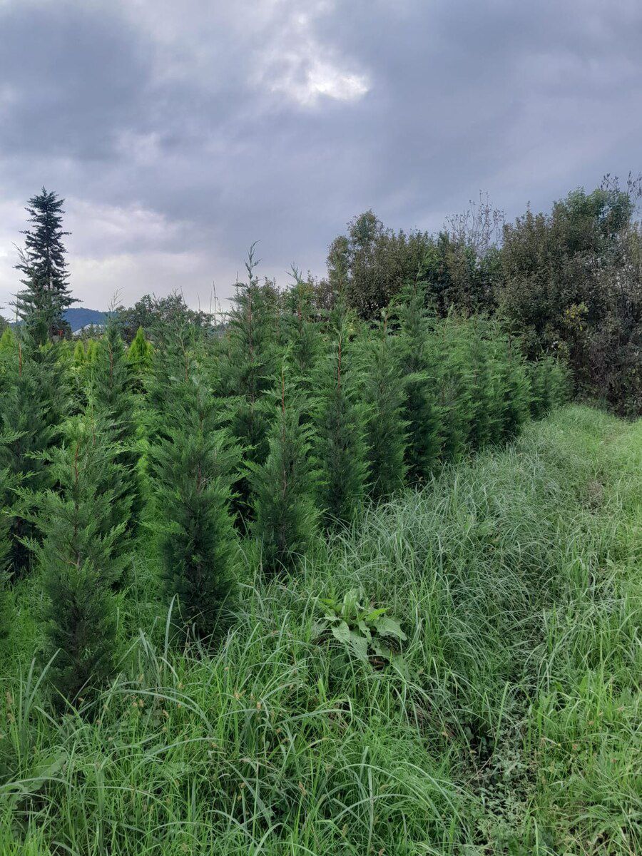 Leylandır — Bitkilər, Bakı (4)