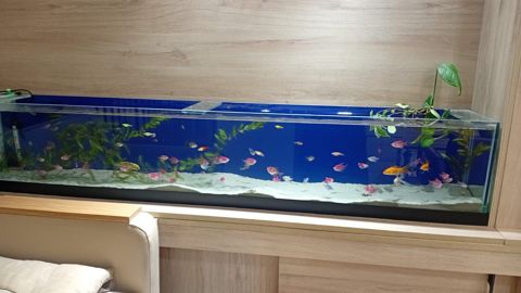 Akvarium — Bakı