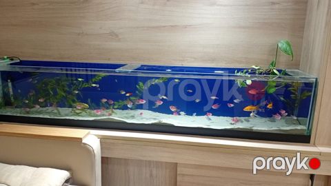 Akvarium — Bakı
