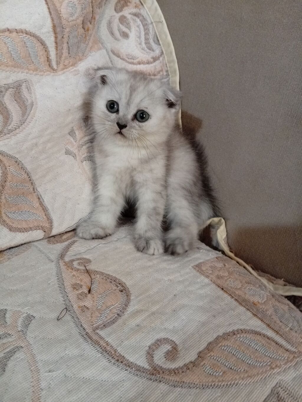 Şotland yastı qulaq, Dişi, Yaxşı əllərə, Ünvandan götürmə — Pişiklər, Digah