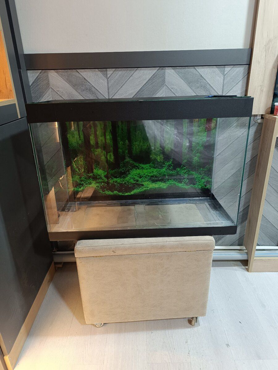 Akvarium — Akvariumlar və balıqlar, Bakı (6)