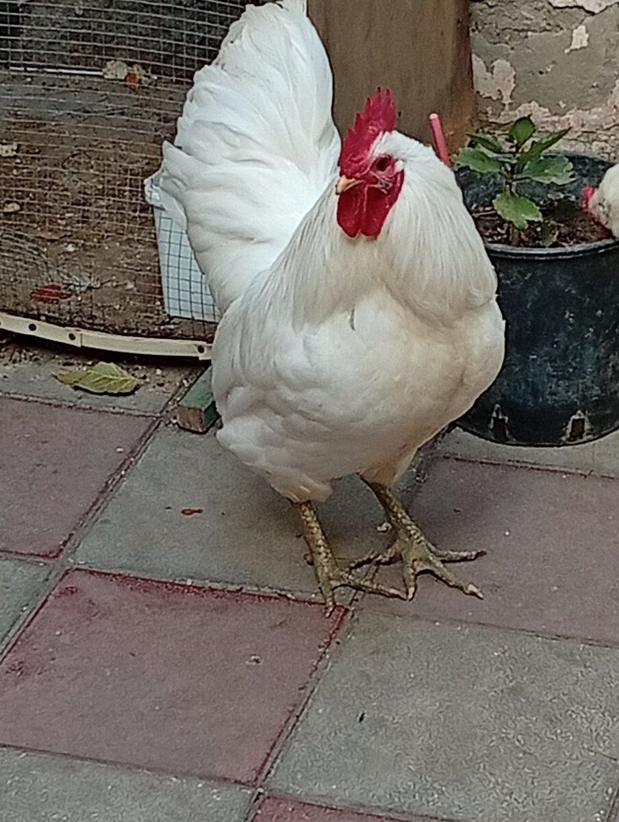 Avstralorp fərəsi — Quşlar, Bakı (3)
