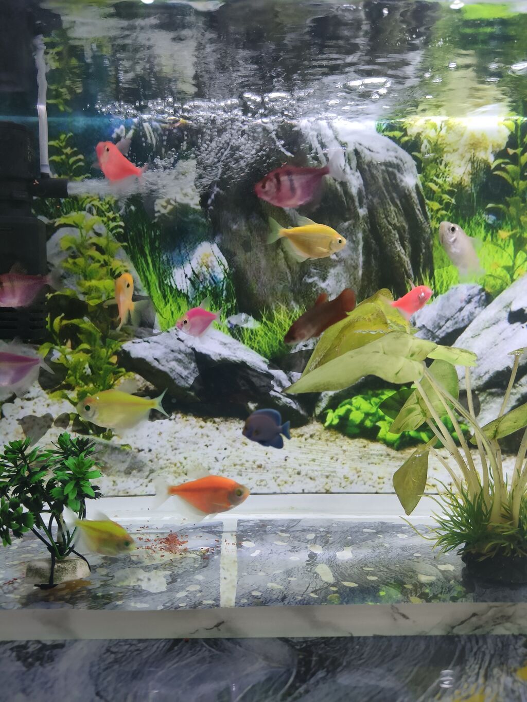 Şüşə akvarium 17 eded Glofish balığı renga reng 2 dekor bezekli — Heyvanlar, Gəncə (6)