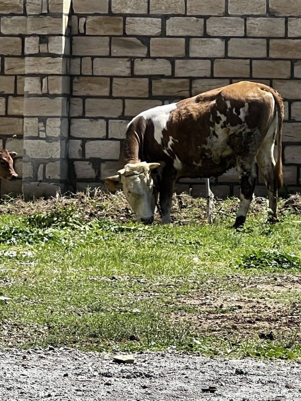 Smental satılır dişi di dogmuyub. Cavabdeehem mala — Heyvanlar, Goranboy (2)