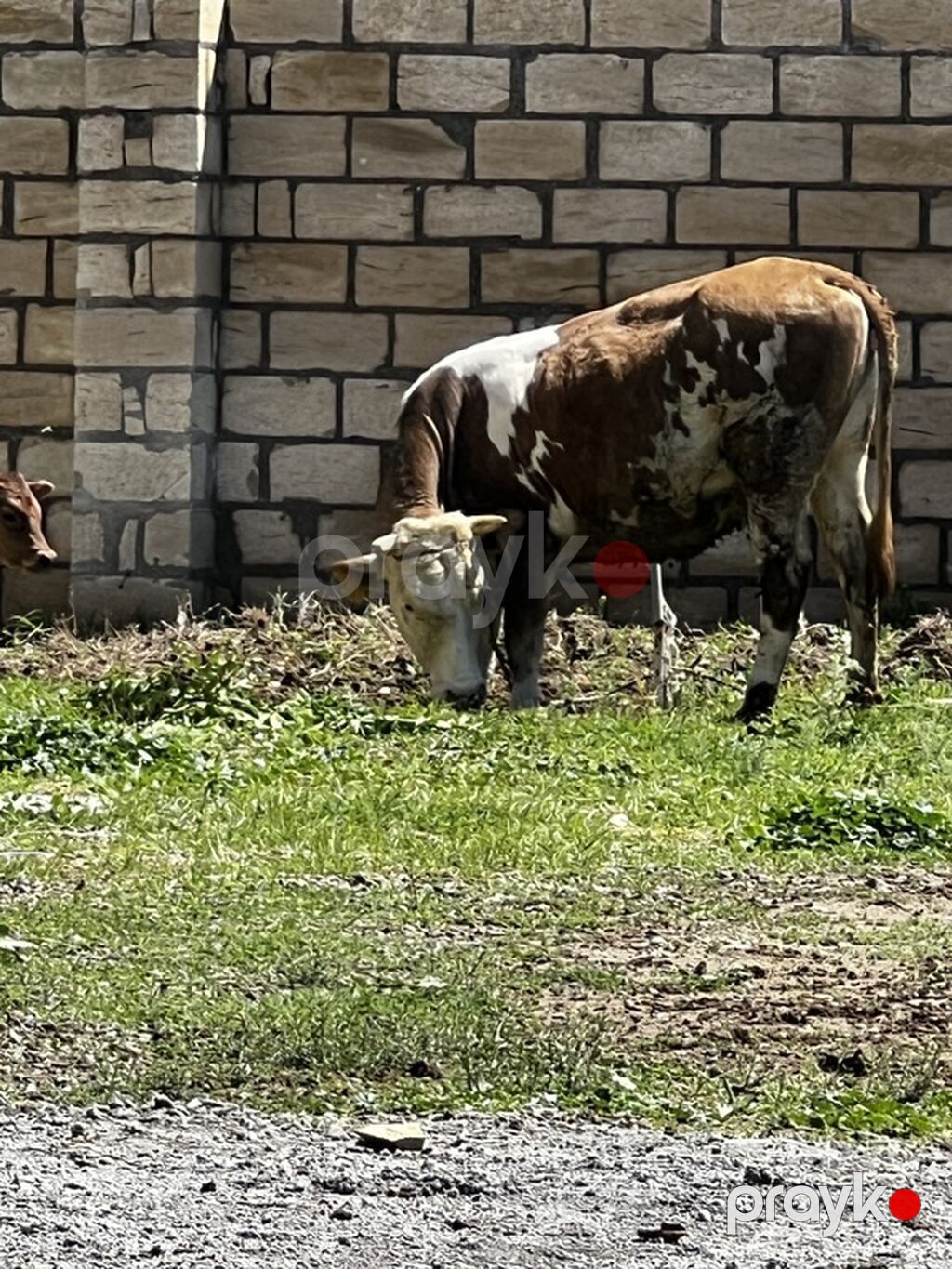 Smental satılır dişi di dogmuyub. Cavabdeehem mala — Heyvanlar, Goranboy (2)