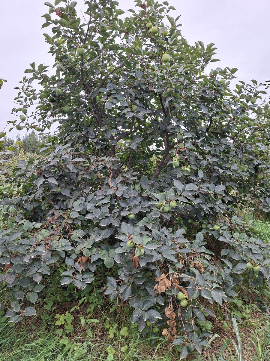 100 sot torpaq sahəsi, Xaçmaz ş — Torpaq, Xaçmaz (6)