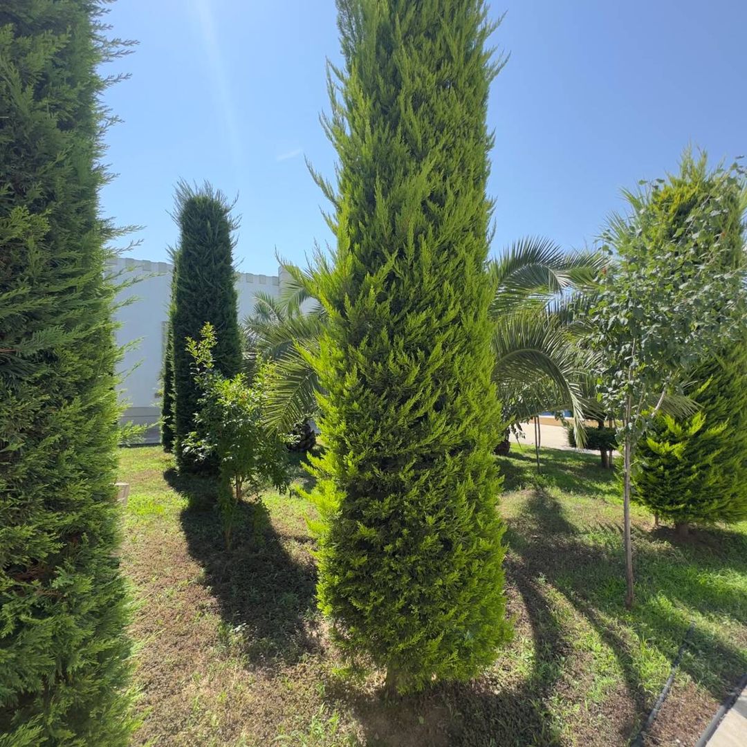 Satılır 6 otaqlı həyət evi/bağ evi 300 m² — Ev, villa, Bakı (9)