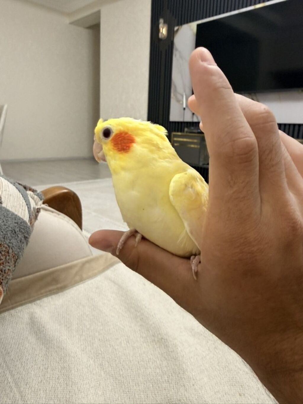 Növbət: Sarı rəngli nimfa papuqayı (cockatiel) Xüsusiyyətlər: - Rəng — Quşlar, Sumqayıt