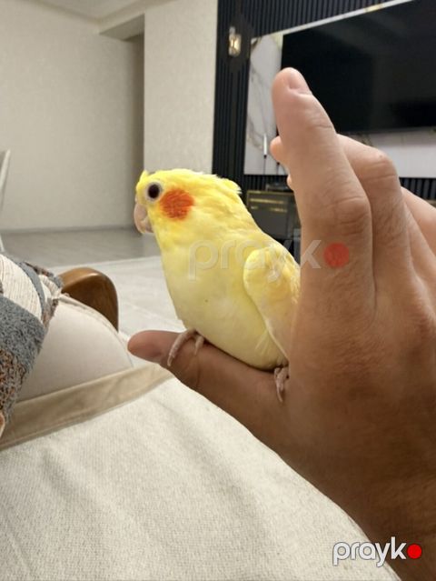 Növbət: Sarı rəngli nimfa papuqayı (cockatiel) Xüsusiyyətlər: - Rəng — Sumqayıt