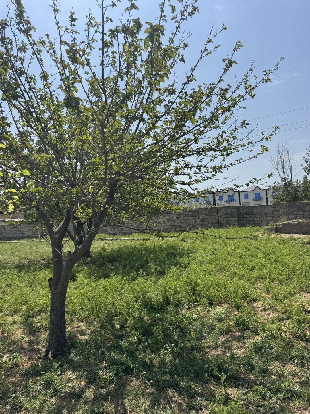 Satılır torpaq 400 sot — Torpaq, Bakı (3)