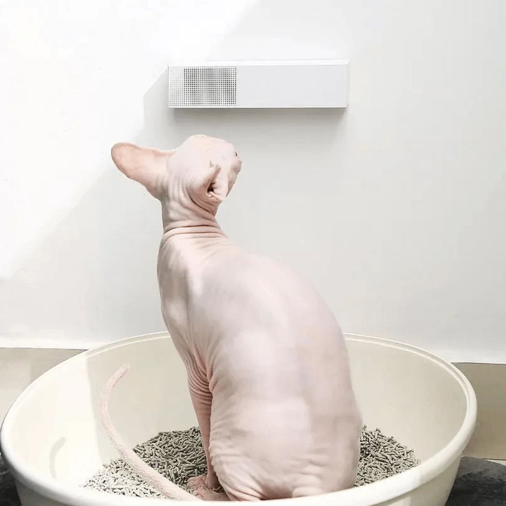 Qoxu neytrallaşdırıcısı Petkit P920 — İdman, hobi, istirahət, Bakı (2)